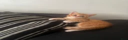 Mixed Breed cats for sale: 2 beautiful male ginger kittens - Advert 3