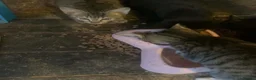 Mixed Breed cats for sale: 4 Adorable Kittens Looking for Their Forever Homes - Advert 4