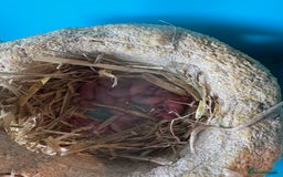 Mouse rodents for sale: Fancy mice  - Image 2