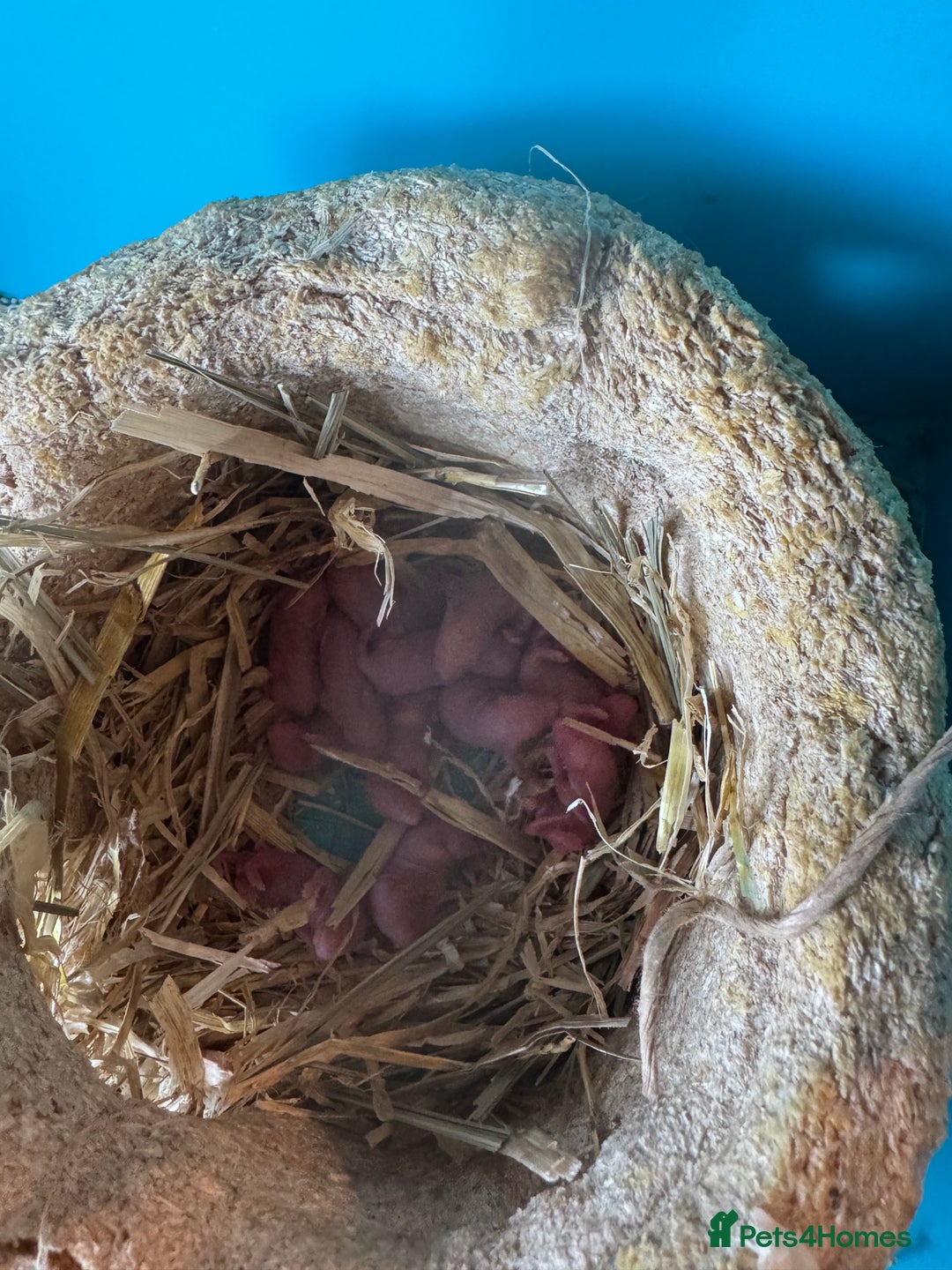 Mouse rodents for sale: Fancy mice  - Image 2