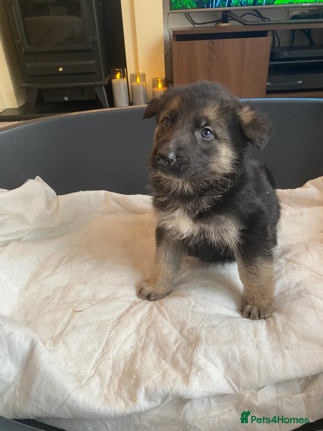 German Shepherd dogs for sale: German shepherd puppies  - Advert 30