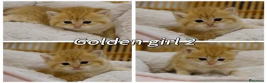 British Shorthair Kitten 6