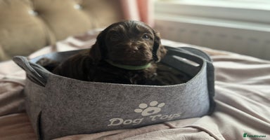 Cockapoo dogs - Advert 12