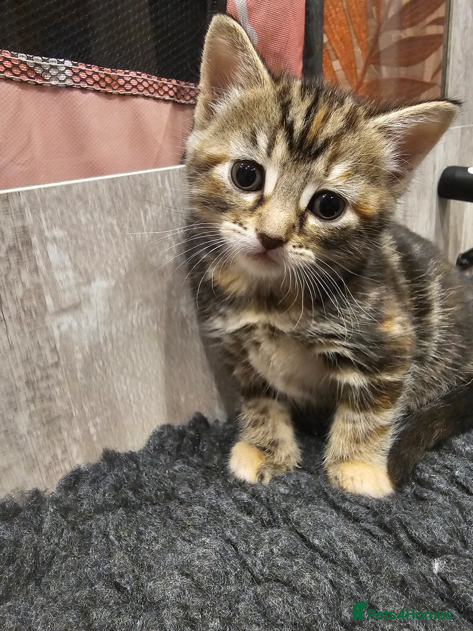 Mixed Breed cats for sale: Stunning Long Haired Kittens, rare colours🐾 💗 - Advert 15