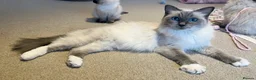 Ragdoll cats for sale: Adorable Ragdoll Kittens Ready Now - Advert 8