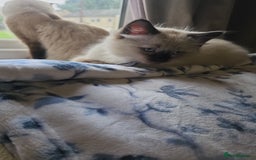 Ragdoll cats for sale: Two beautiful 5 month old Ragdoll kittens for sale - Advert 5