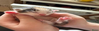 Mixed Breed 5