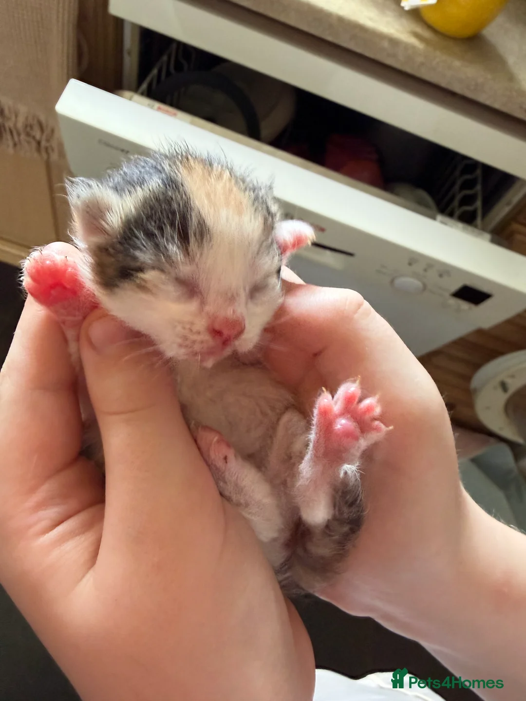 Mixed Breed cats for sale: Sphynx cross kittens  - Advert 2