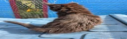 Maine Coon cats for sale: XL FULL Maine coon kitten price reduced - Advert 12