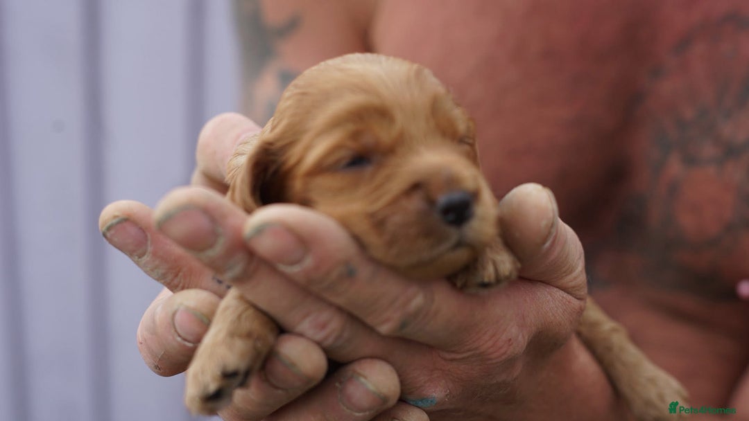 Cockapoo dogs for sale: Red fox mini Cockapoo puppies in Alfreton - Image 10