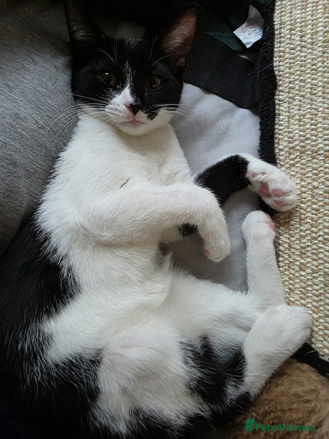 Domestic Shorthair cats for adoption: Adorable Kittens -Adopt from CatsInCrisis East Ldn - Advert 4