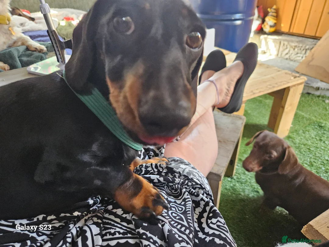 Miniature Dachshund dogs for stud: For stud - Advert 4