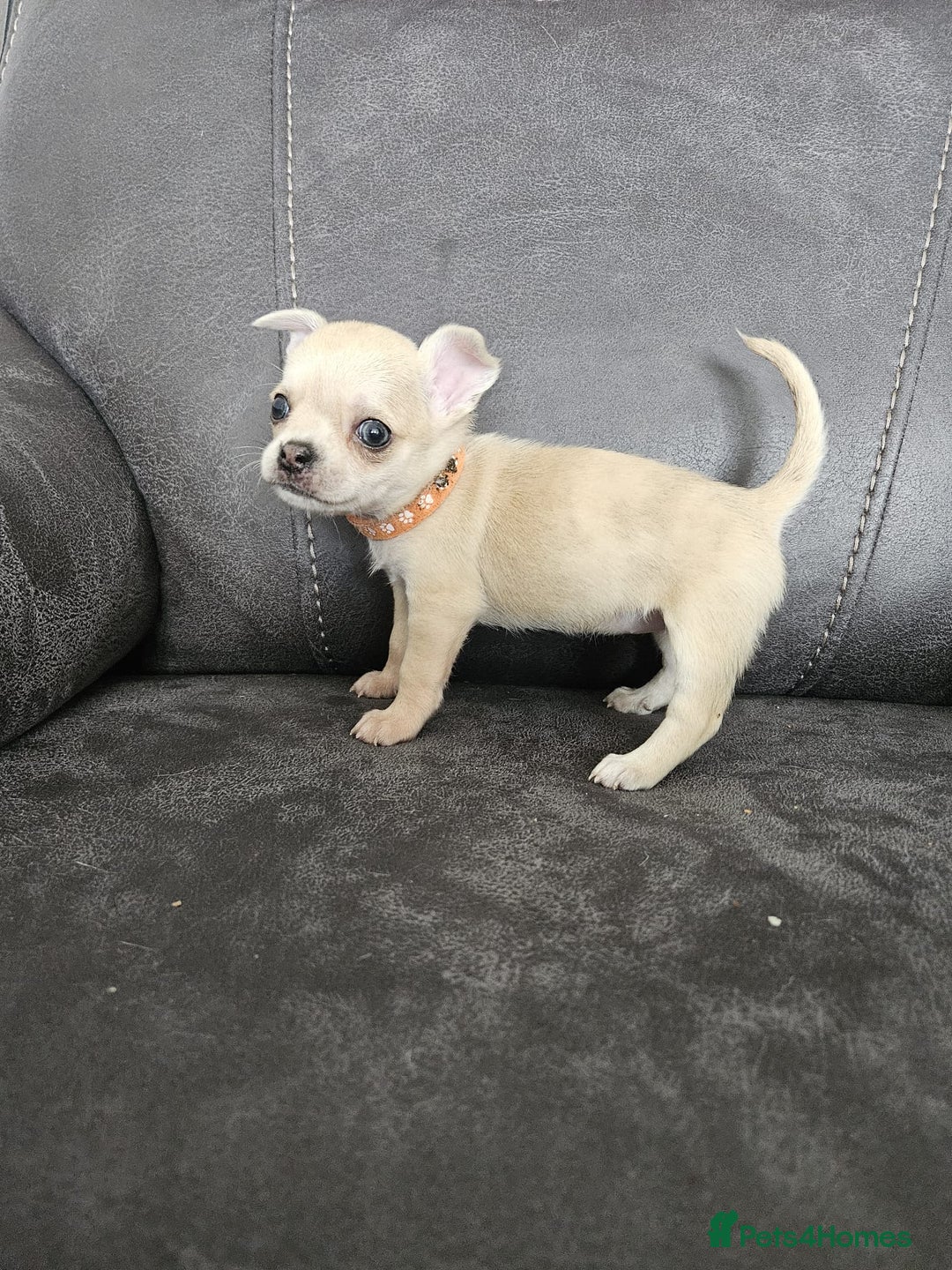 Chihuahua dogs for sale: Chihuahua for sale  - Image 10