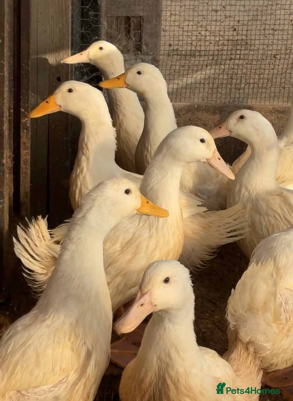 Ducks poultry Cherry valley ducks - Advert 4