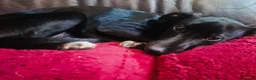Mixed Breed dogs for sale: Lovely Mini is looking for her forever home  - Advert 5