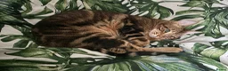 Bengal cats for stud: Stunning Female needs home  in Southampton - Advert 4