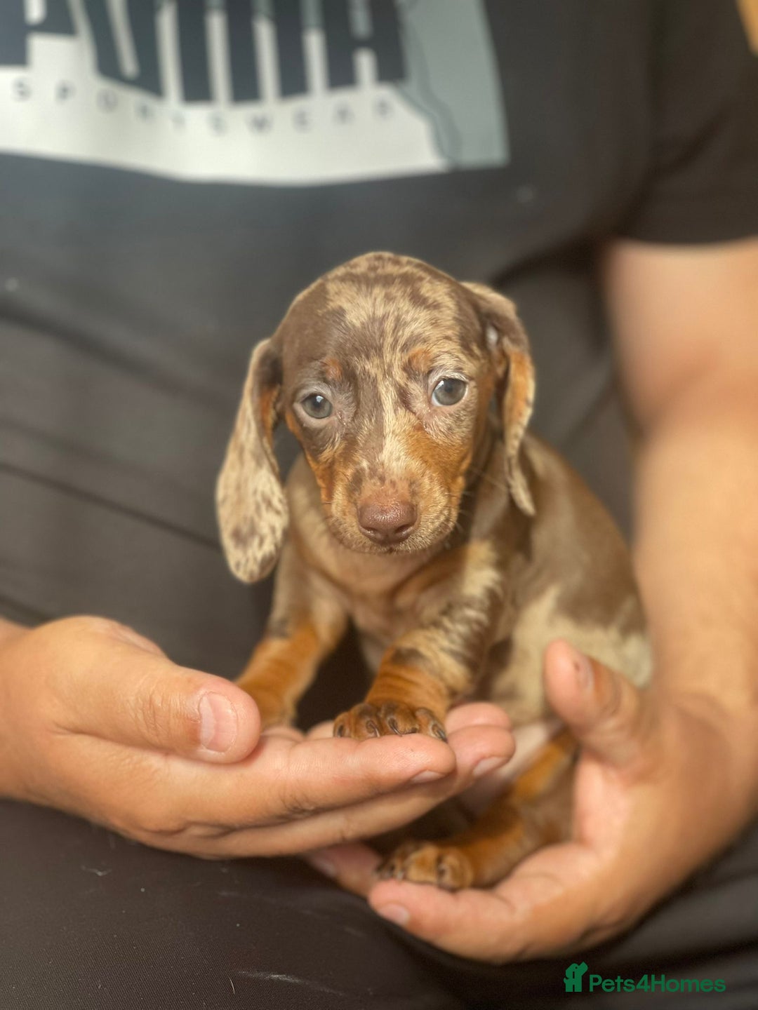 Miniature Dachshund dogs for sale: Miniature Dachshund Puppies  - Image 4