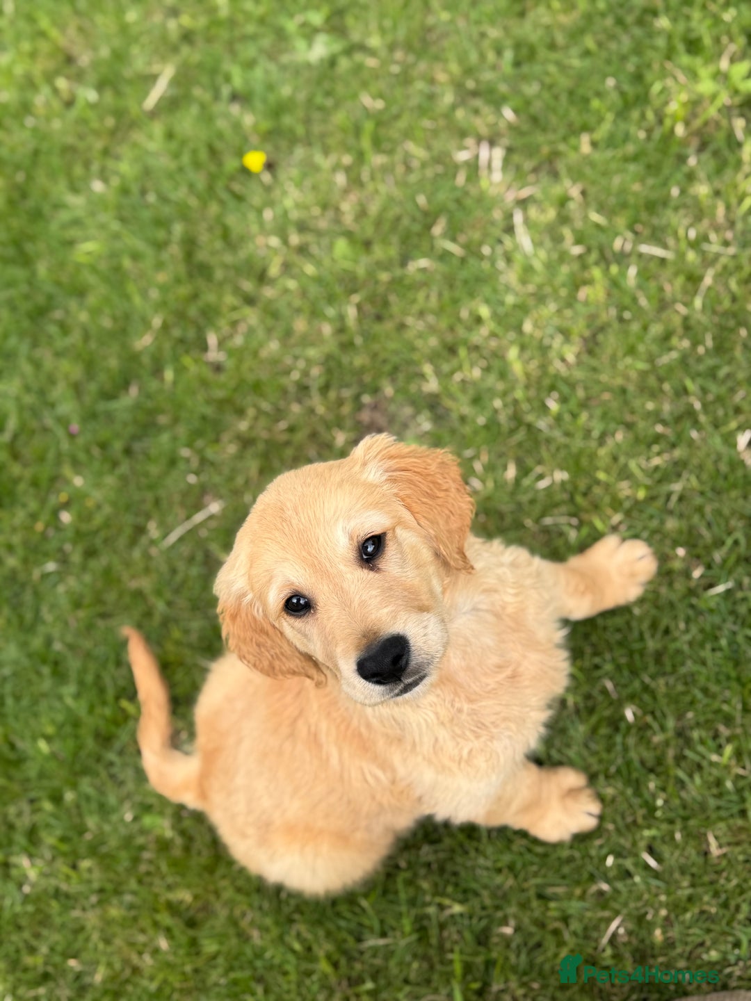 Golden Retriever dogs for sale: Healthy well socialised calm KC puppies - Image 10