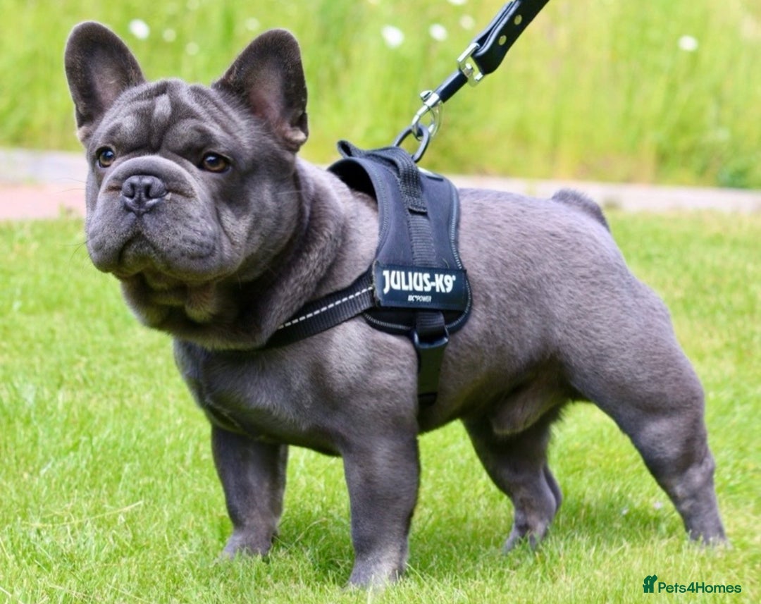 French Bulldog dogs for stud: French bulldog studs - Image 4