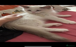 Ragdoll cats for sale:  Last two pure Ragdolls ready now reduced price - Image 20