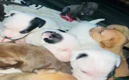 American Bull Staffy dogs for sale: Beautiful American bulldog x staff puppies   - Image 7