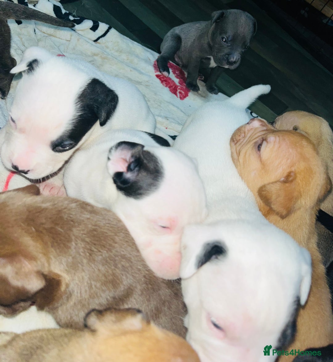 American Bull Staffy dogs for sale: Beautiful American bulldog x staff puppies   - Image 7