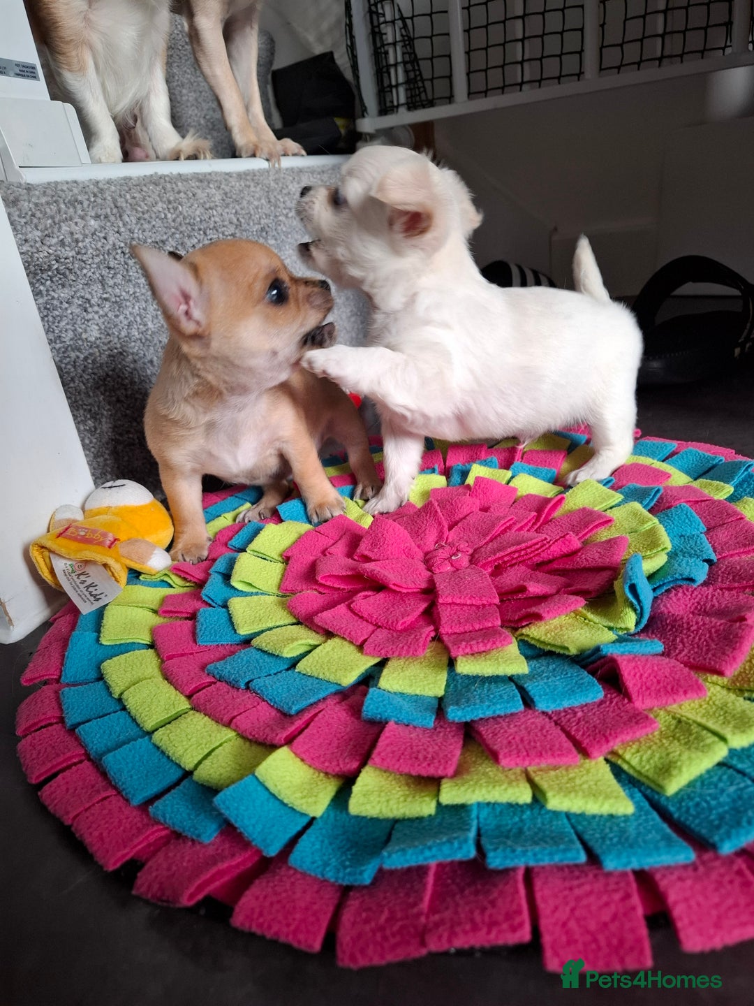 Chihuahua dogs for sale: Gorgeous Chihuahua puppies ❤️👑❤️ Bristol  - Advert 29