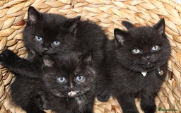 Mixed Breed cats for sale: BRITISH SHORT HAIR MIX  - Image 14