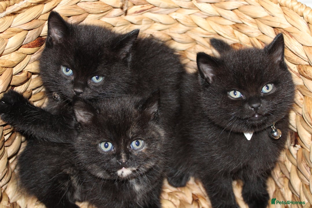 Mixed Breed cats for sale: BRITISH SHORT HAIR MIX  - Image 14