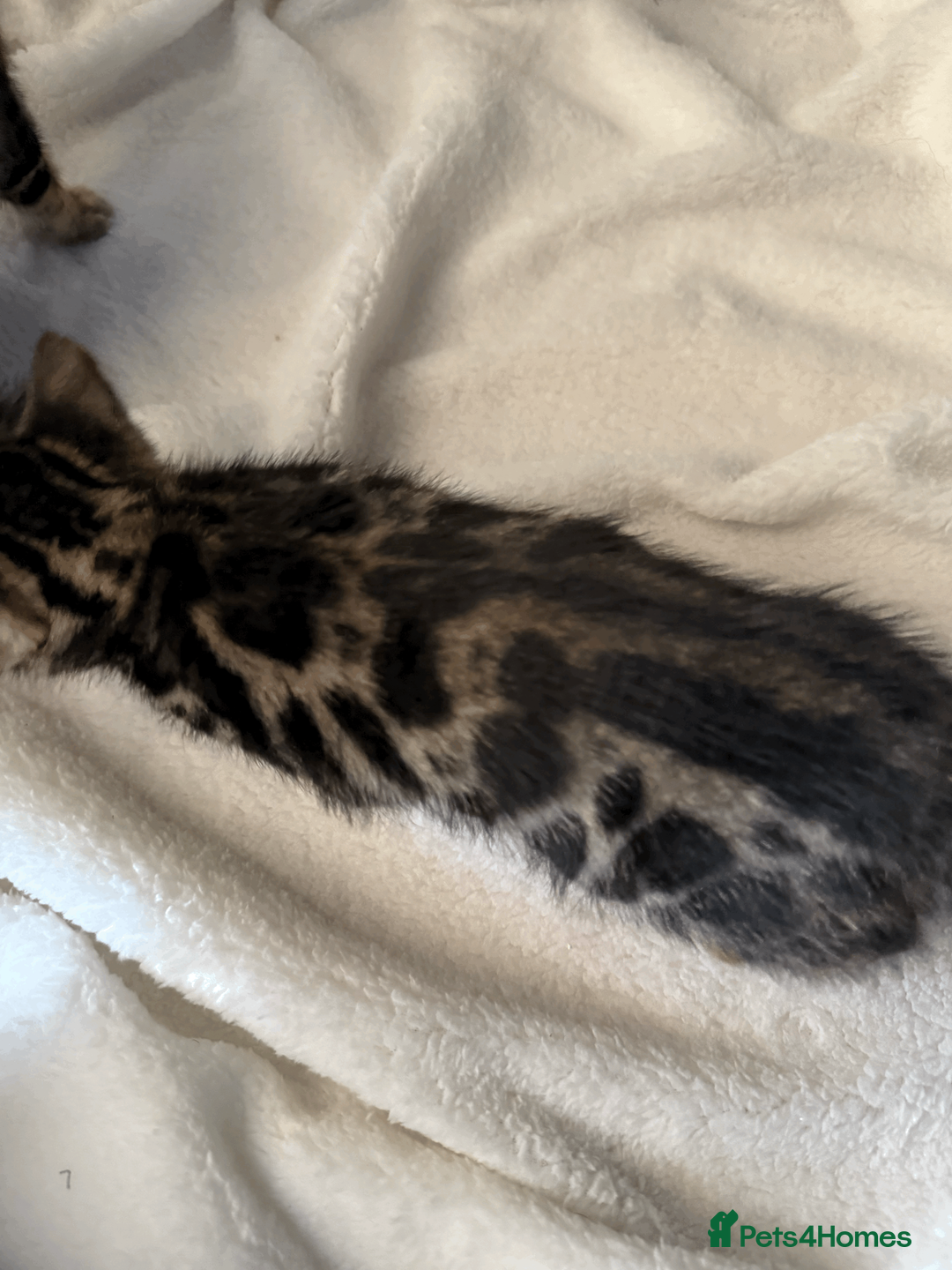 Bengal cats for sale: 5 Beautiful Bengal Brown Rosetted Kittens in London - Advert 15