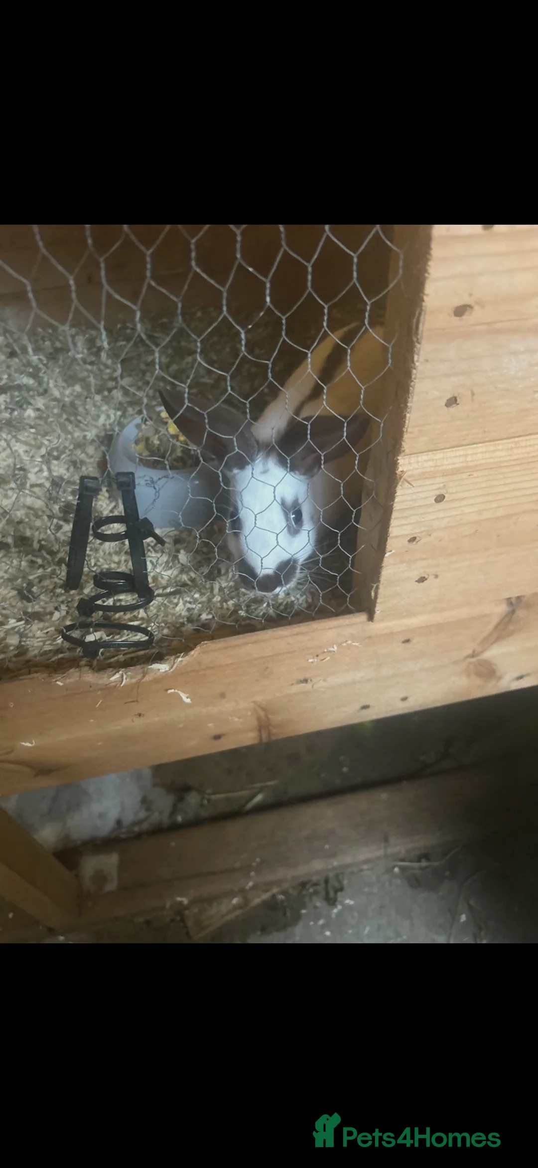 Rex rabbits for sale: Male rex in Leeds - Advert 3