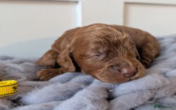 Cockapoo dogs for sale: Stunning F1 Show Toy Red Cockapoo puppies DNA ✔️ - Advert 6