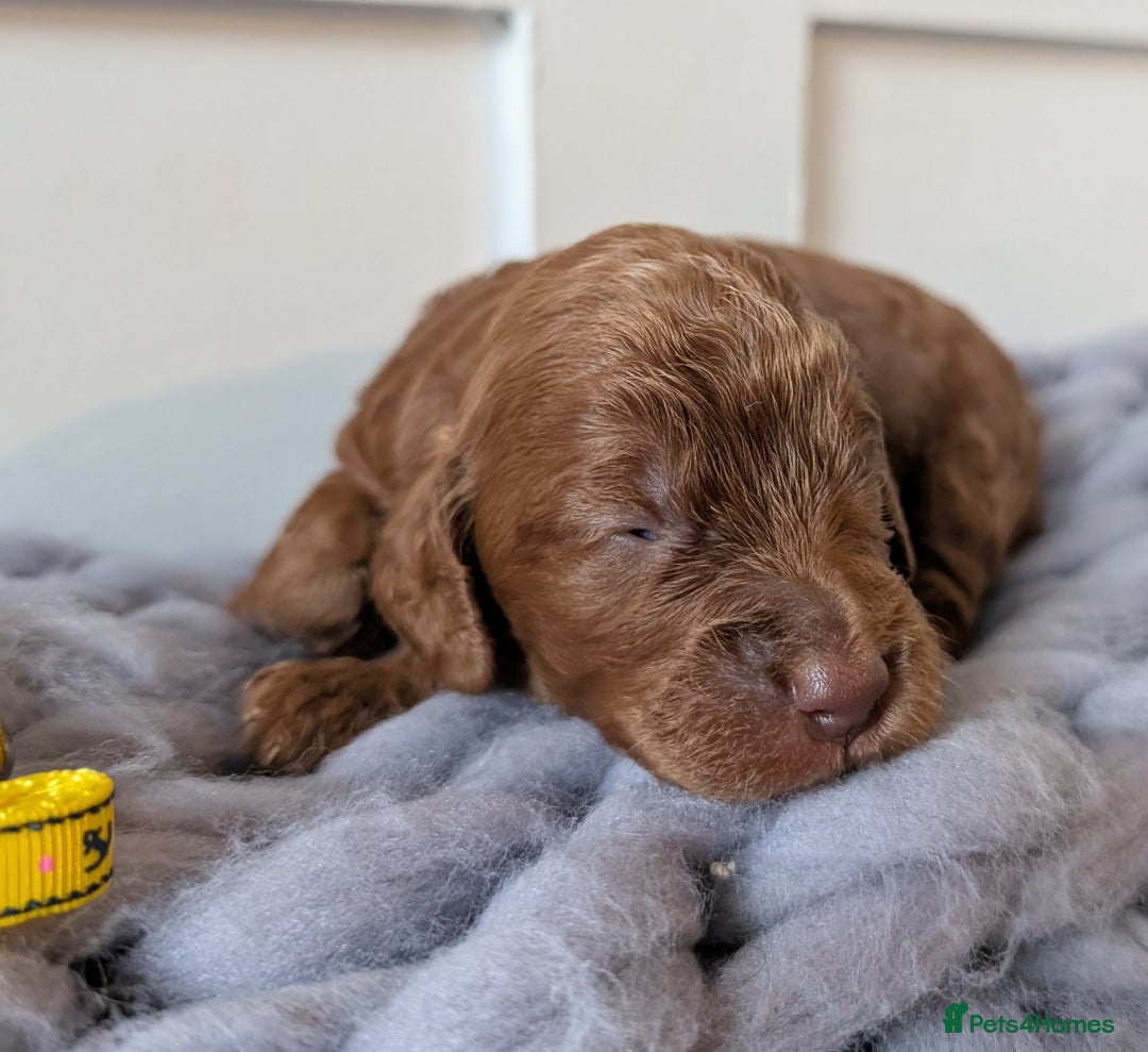 Cockapoo dogs for sale: Stunning F1 Show Toy Red Cockapoo puppies DNA ✔️ - Advert 6