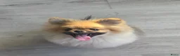 Pomeranian dogs for sale: Teddy beautiful pomeranian puppy - Advert 6
