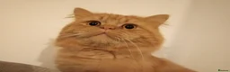Mixed Breed cats for sale: Kitten  - Advert 6