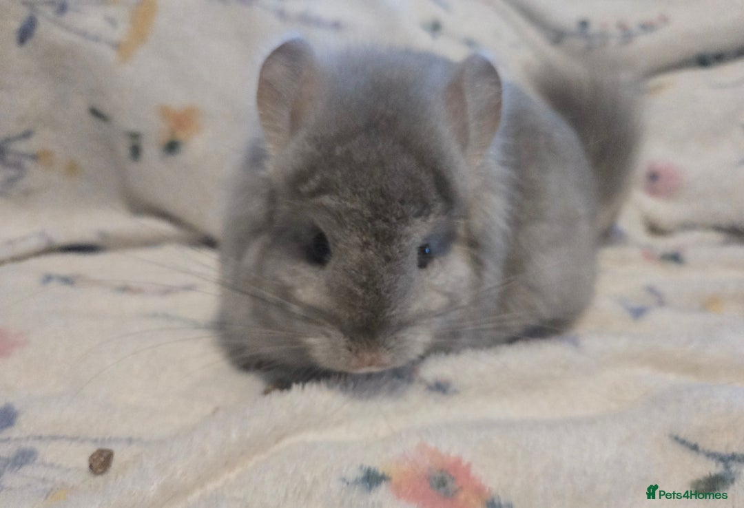 Chinchilla rodents for sale: Gorgeous Tan Royal Persian Angora Poss VC/BDC - Advert 6