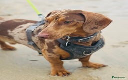 Dachshund dogs for stud: Extremely Handsome Dapple Dachshund - Advert 2