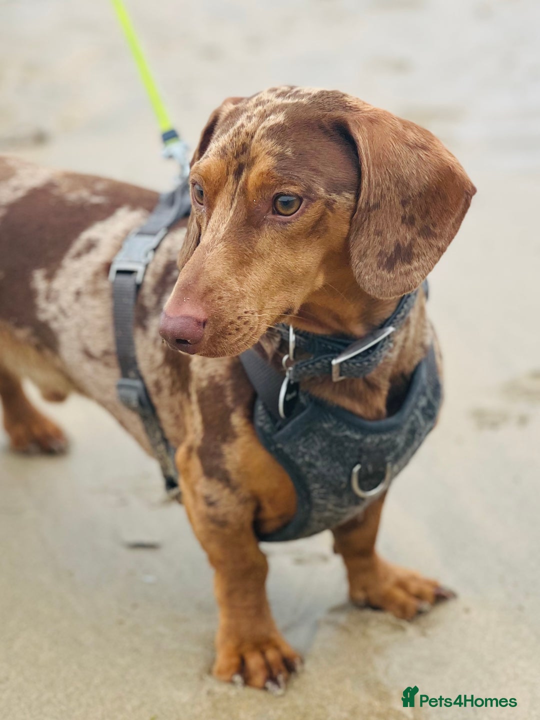 Dachshund dogs for stud: Extremely Handsome Dapple Dachshund - Advert 2