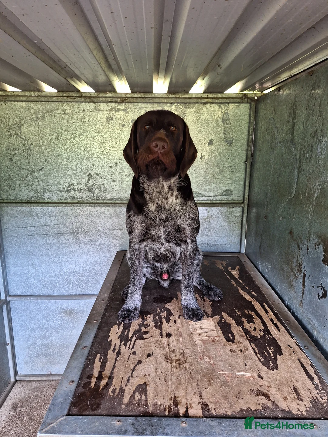 German Wirehaired Pointer dogs for stud: KC reg Experienced proven. Exceptional Hip scores in Whitby - Advert 3