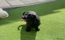 Cocker Spaniel dogs for sale: Show cocker - Image 2