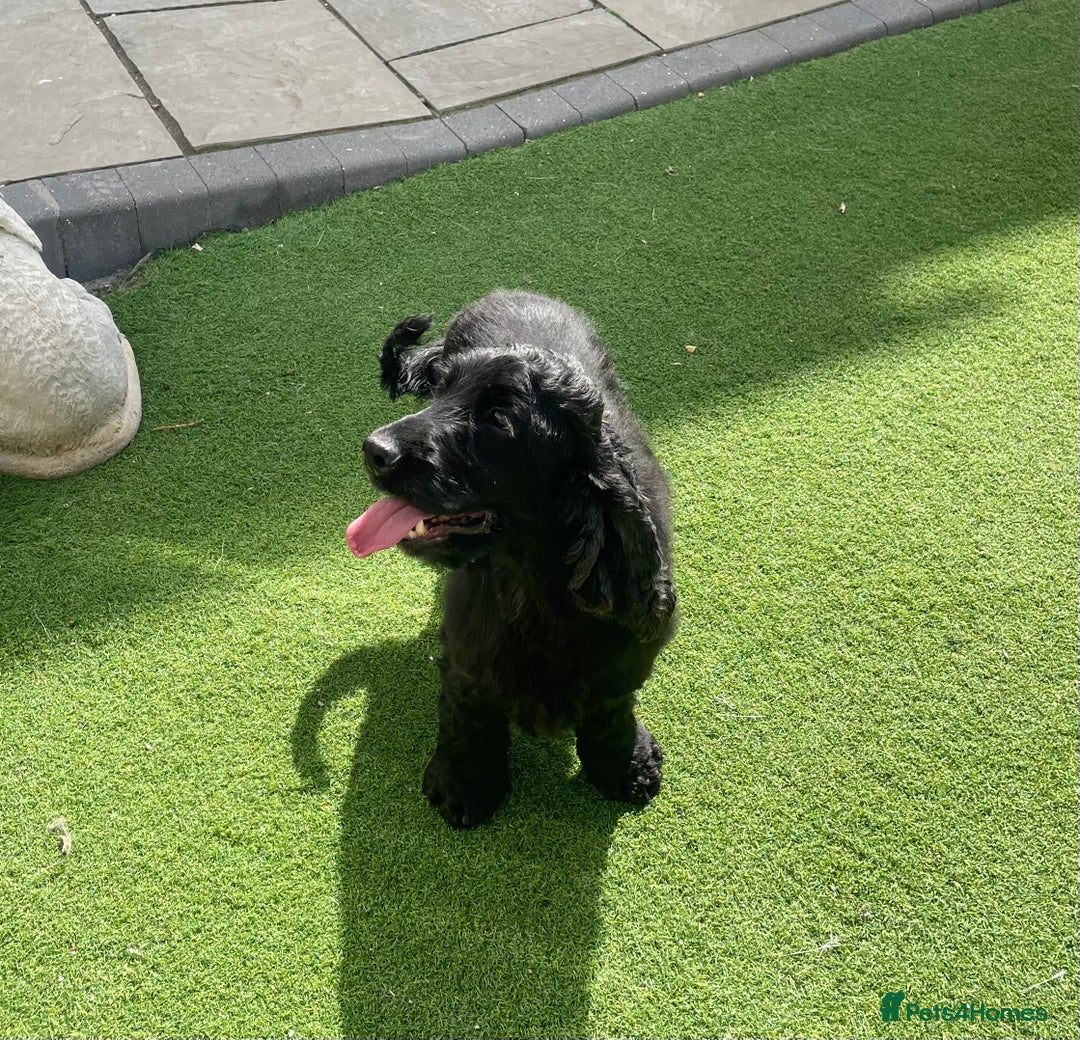 Cocker Spaniel dogs for sale: Show cocker - Image 2