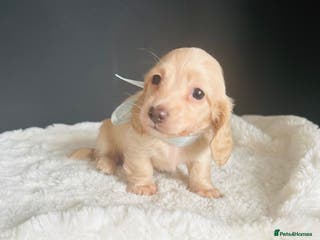 Miniature Dachshund dogs Creams-5 Star Breeder ⭐️⭐️⭐️⭐️⭐️ - Advert 12