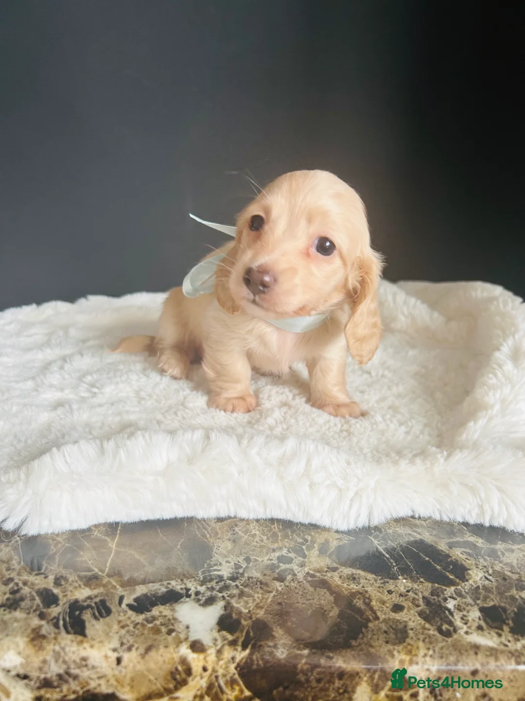 Miniature Dachshund dogs for sale: Creams-5 Star Breeder ⭐️⭐️⭐️⭐️⭐️ - Advert 3