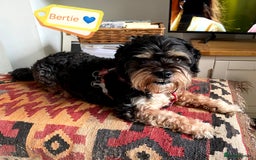 Bichon Frise dogs for adoption: 💙🐶 BERTIE 🐶💙 - Image 5