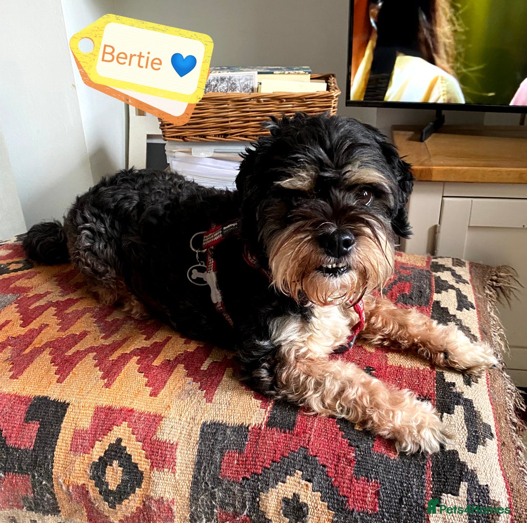 Bichon Frise dogs for adoption: 💙🐶 BERTIE 🐶💙 - Image 5