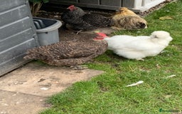Chickens poultry for sale: 3 Maran hens needing new home - Image 3