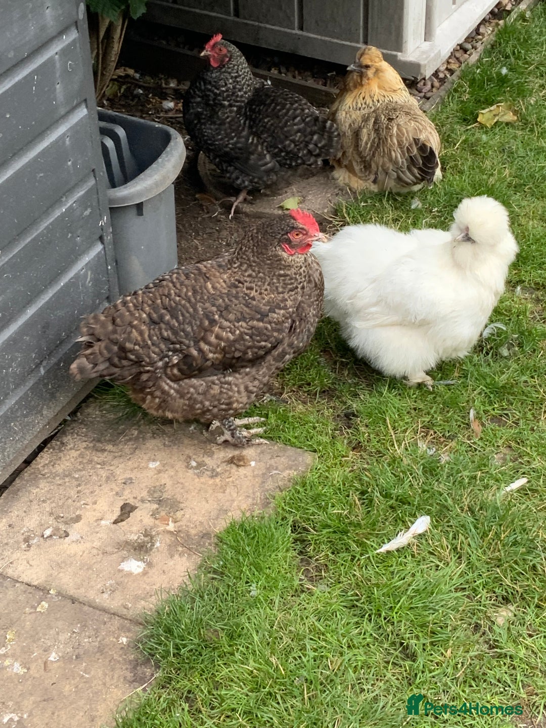 Chickens poultry for sale: 3 Maran hens needing new home - Image 3