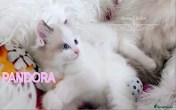 Ragdoll cats for sale: BEAUTIFUL CROSS RAGDOLL/PERSIAN 😻😻😻😻 - Image 14