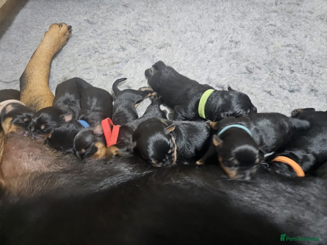 Rottweiler dogs for sale: Rottweiler puppies  - Image 4