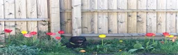 Labrador Retriever dogs for sale: Black Labrador  in Cupar - Advert 2